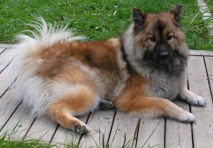 German Shepherd Chow Mix