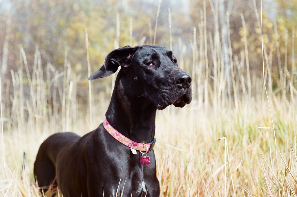 77+ Great Dane Pitbull Mix White