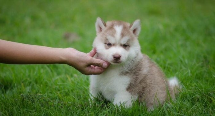 miniature husky