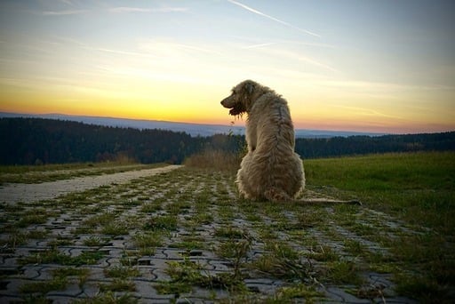 Irish Wolfhound