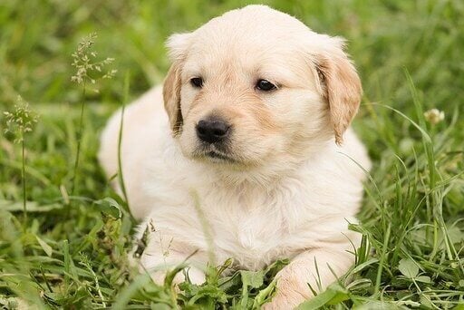 Golden Retriever Husky Mix